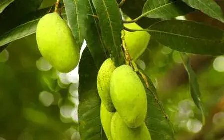 种芒果高接换种方法