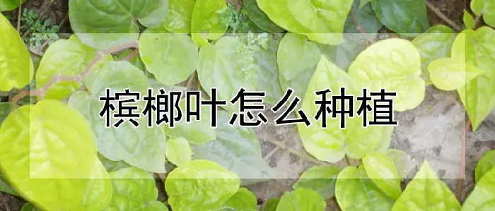 槟榔叶怎么种植