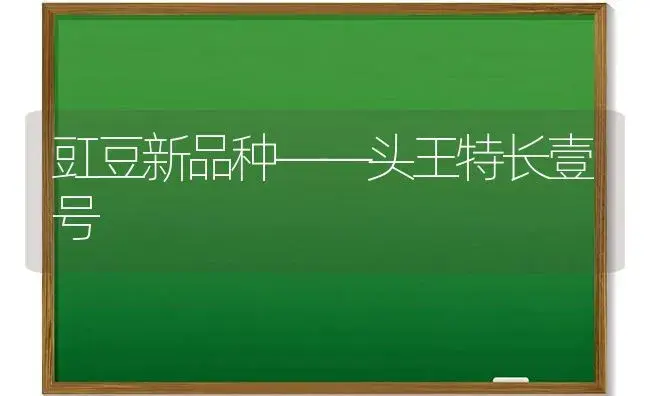 豇豆新品种――头王特长壹号 | 植物科普