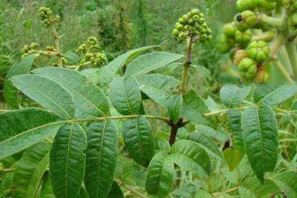 吴茱萸种植前景分析 吴茱萸未来四五年行情预测