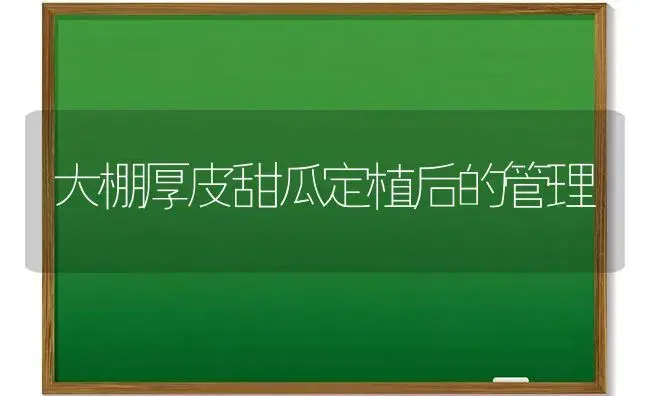 大棚厚皮甜瓜定植后的管理 | 植物科普