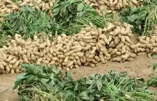 花生田常用的三种除草方法