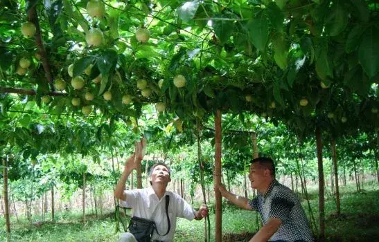 百香果种植技术 百香果种植的技术要点是什么