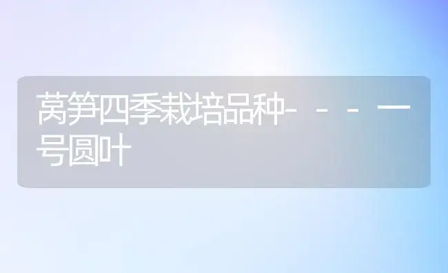 莴笋四季栽培品种---一号圆叶 | 植物科普