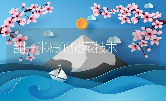甜玉米穗的储藏技术 | 植物资料