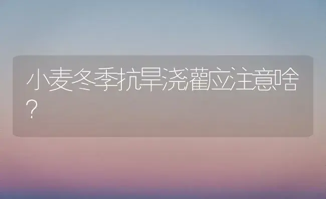 小麦冬季抗旱浇灌应注意啥？ | 植物科普
