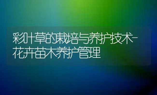 彩叶草的栽培与养护技术-花卉苗木养护管理 | 植物科普