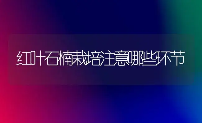 红叶石楠栽培注意哪些环节 | 植物科普