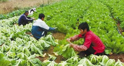 2017种芥菜赚钱吗？2017种芥菜前景及市场价格行情分析