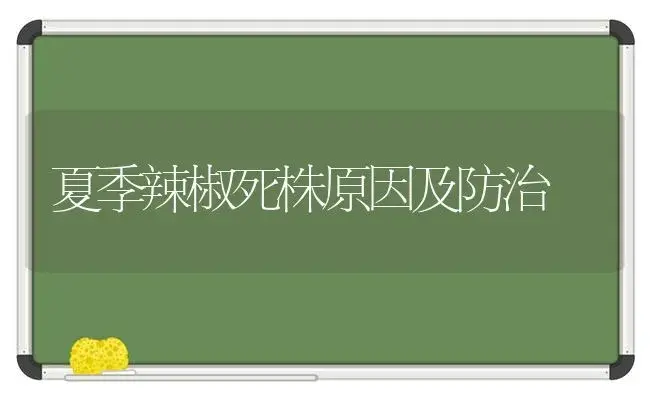 夏季辣椒死株原因及防治 | 植物科普