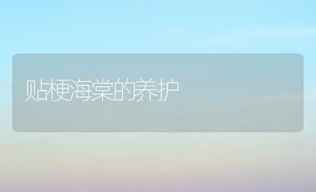 贴梗海棠的养护 | 植物知识