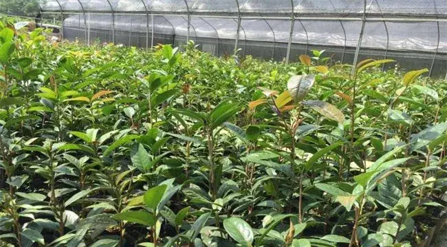 金花茶的繁殖方法