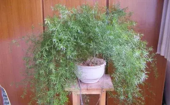 天门冬怎么种 天门冬的种植方法与注意事项