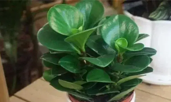 碧玉根茎腐烂的原因