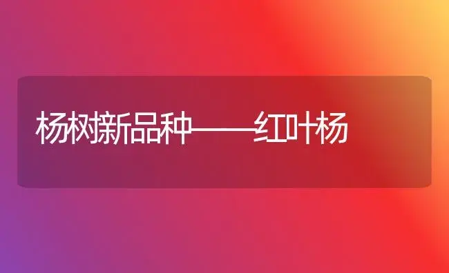 杨树新品种——红叶杨 | 植物知识