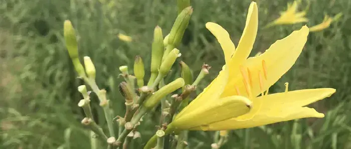 黄花菜种植时间  黄花菜栽培技术