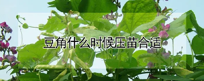 豆角什么时候压苗合适