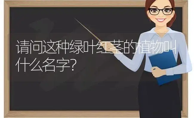 请问这种绿叶红茎的植物叫什么名字？ | 植物问答