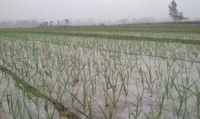 大蒜根烂原因及防治措施介绍