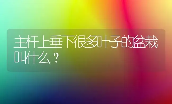 主杆上垂下很多叶子的盆栽叫什么？ | 植物问答