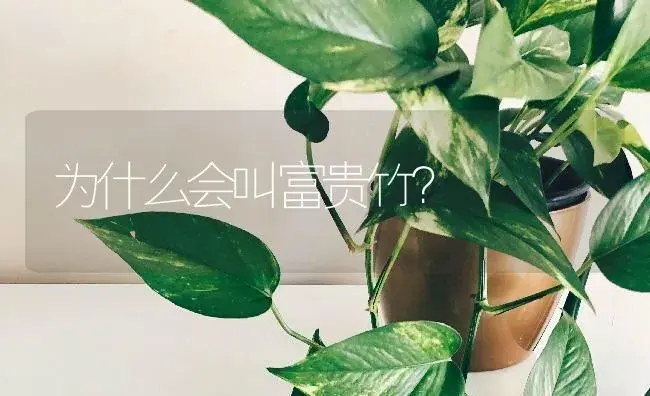 为什么会叫富贵竹？ | 植物问答