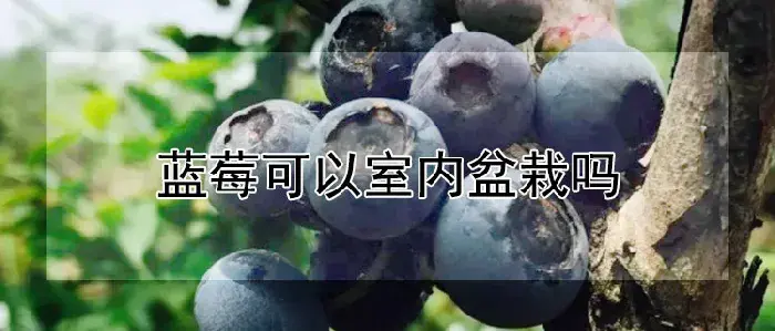 蓝莓可以室内盆栽吗