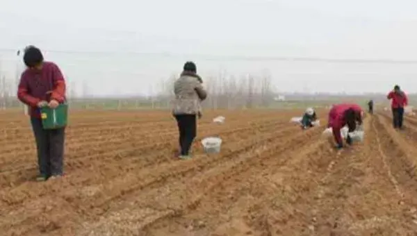 土豆高产种植技术与管理方法