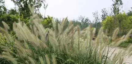 狼尾草种植技术，杂交狼尾草种植方法