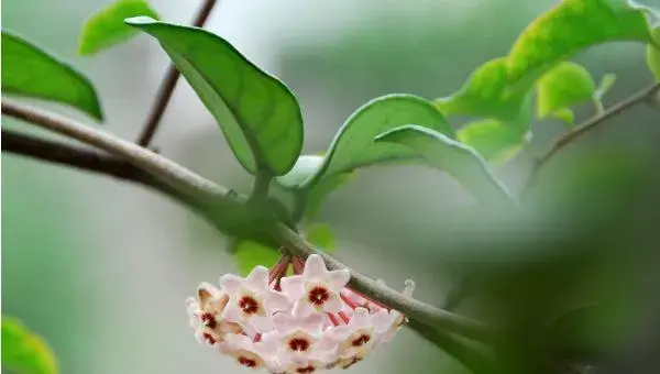球兰怎么养 球兰养殖方法与注意事项