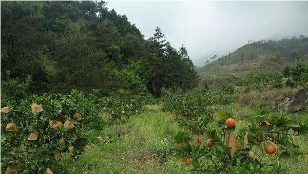 柑橘种植技术技巧分享