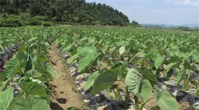 槟榔芋种植技术了解下