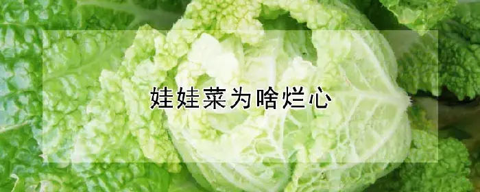 娃娃菜为啥烂心