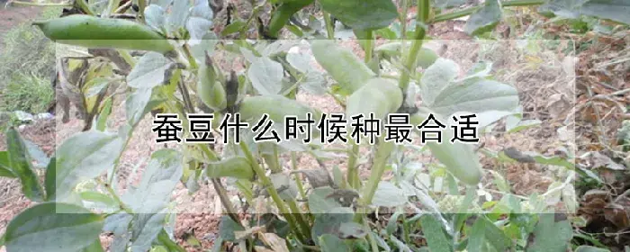 蚕豆什么时候种最合适