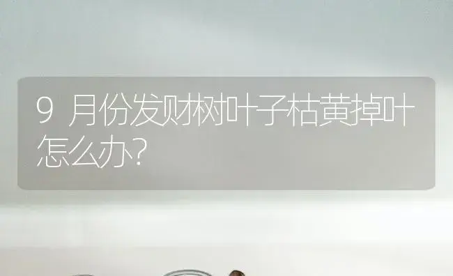 9月份发财树叶子枯黄掉叶怎么办？ | 植物问答