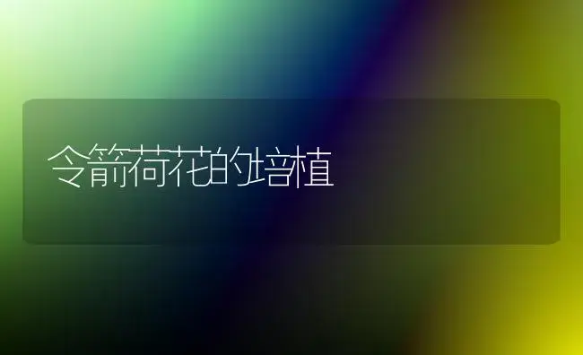 令箭荷花的培植 | 植物科普