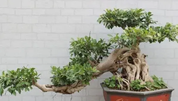 榕树盆景怎么造型好看 榕树盆景怎么修剪枝叶