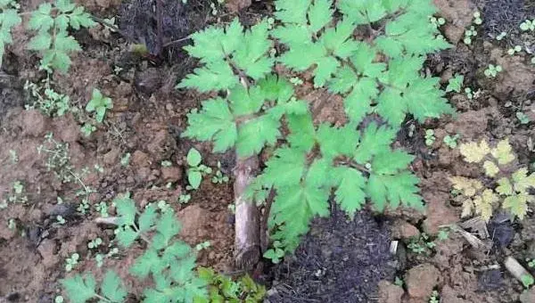 当归种植技术 当归种植时间及方法