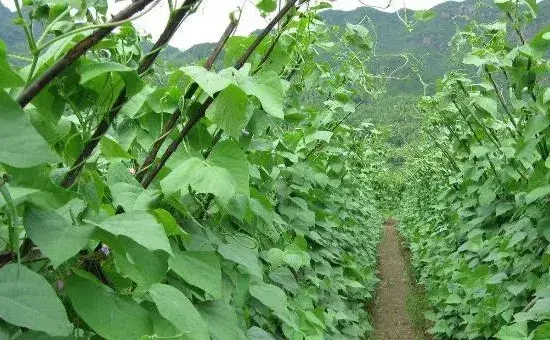 豇豆种子育苗方法及管理