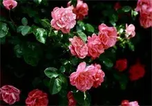 无棣打响“蔷薇花都”城市品牌