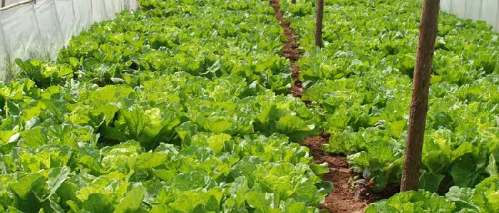 生菜种植时间，四季都可以种