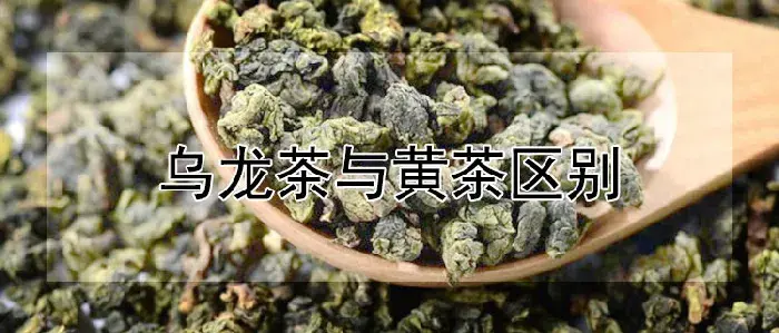 乌龙茶与黄茶区别