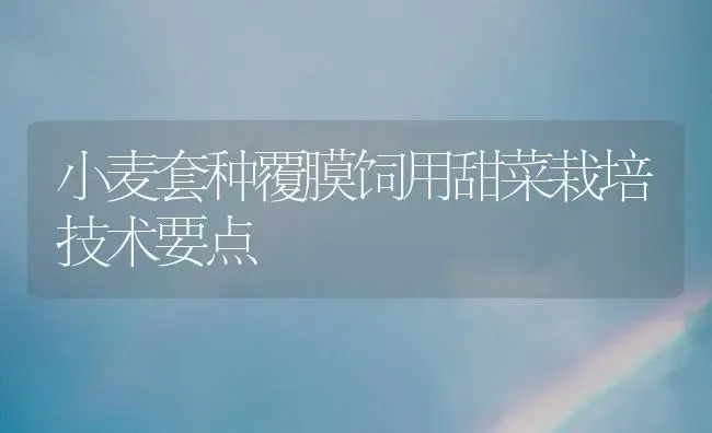 小麦套种覆膜饲用甜菜栽培技术要点 | 植物科普