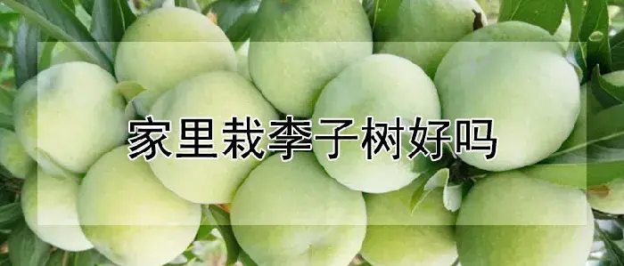 家里栽李子树好吗