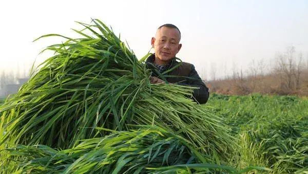 燕麦草种子怎么挑选采收？栽培方法有哪些？