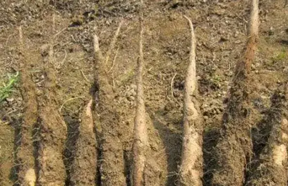 山药种子怎么种植 山药种子种植技巧