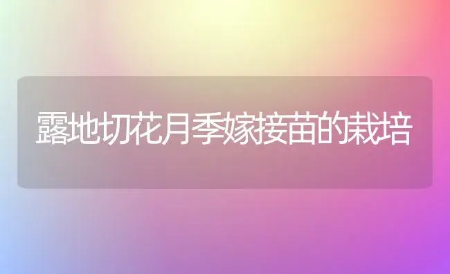 露地切花月季嫁接苗的栽培 | 植物科普