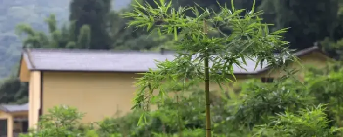 雷竹的种植前景如何，附雷竹的产地环境和繁殖方法