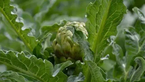 朝鲜蓟怎么种 朝鲜蓟能用花盆种吗