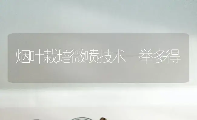 烟叶栽培微喷技术一举多得 | 植物科普