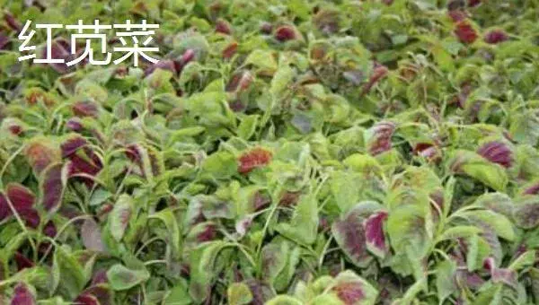 哪些野菜种植前景好 野菜种植一亩能挣多少钱